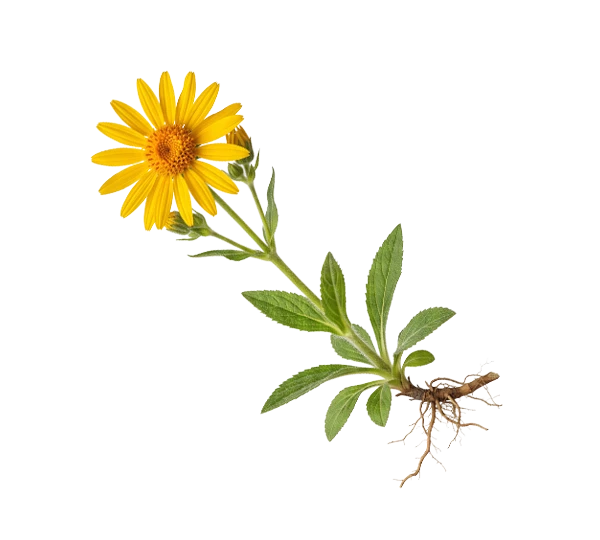 aktivni-sastojci-arnica-montana.webp
