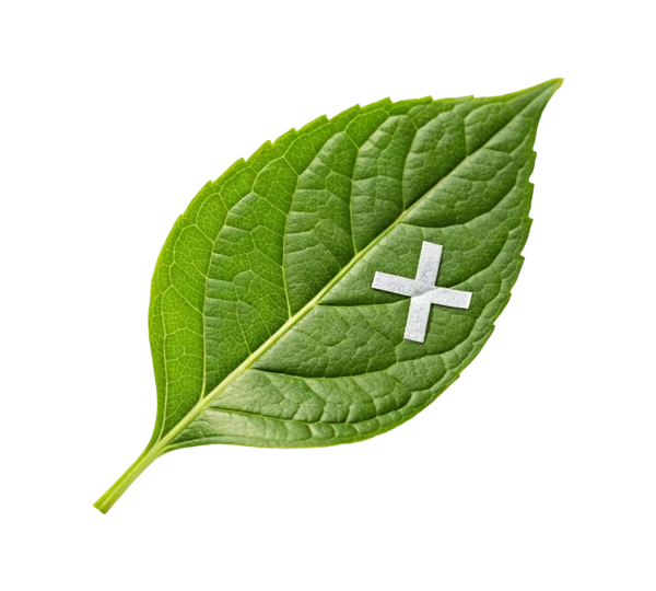aktivni-sastojci-antioksidans.webp