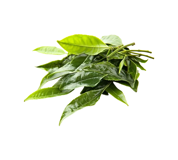 aktivni-sastojci-ekstrakt-lista-zelenog-caja.webp