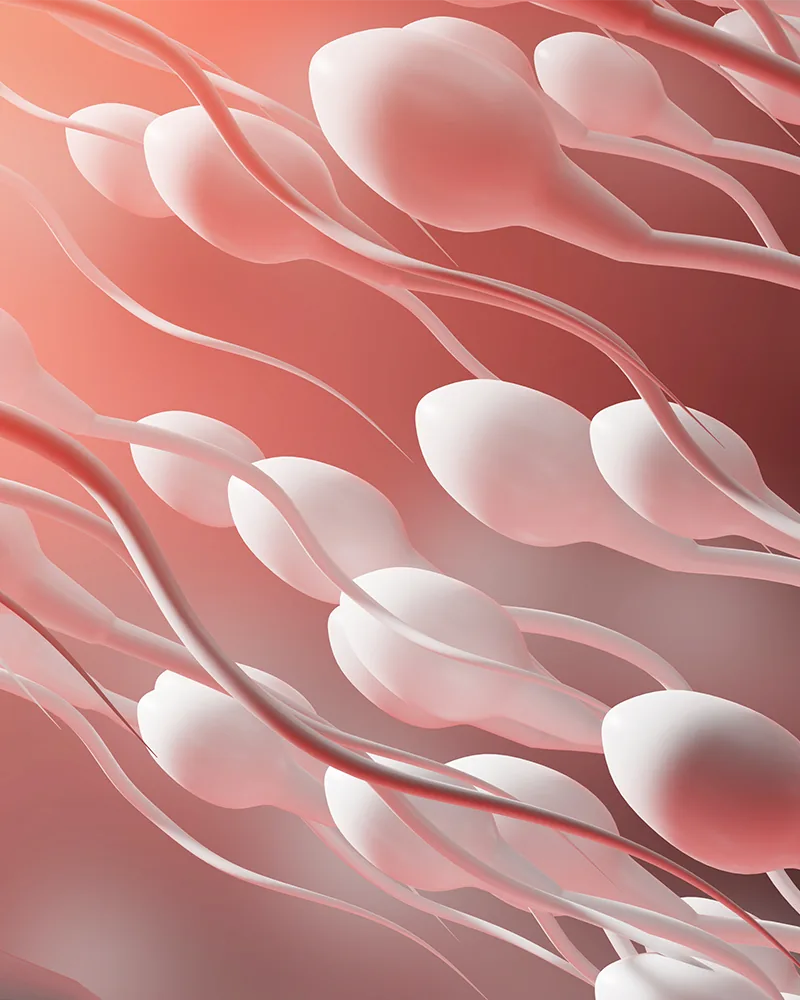 Veći broj spermatozoida