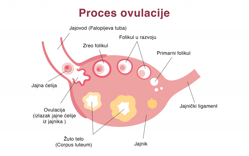 proces ovulacije