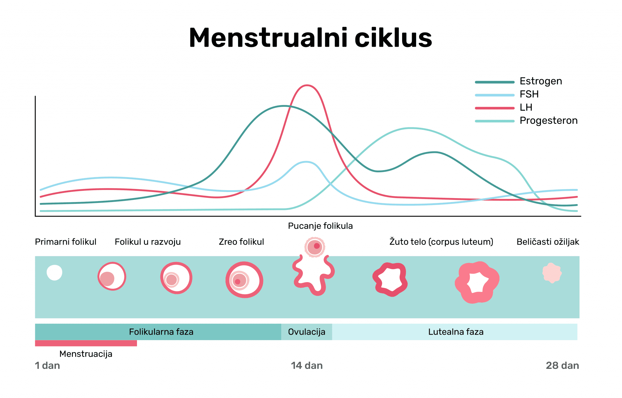 Menstrualni bolovi – kako nastaju, kada su opasni i kako ih ublažiti ...